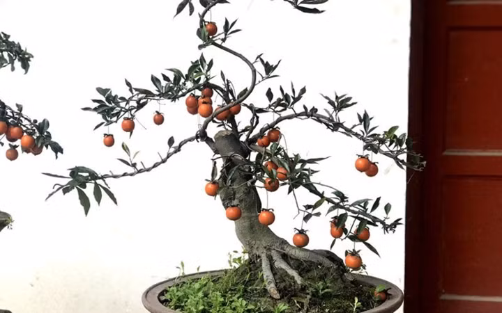 Hồng đá - loại cây cảnh chưng Tết còn khá mới mẻ trên thị trường Tết năm nay. (Ảnh: Bảo Phương/VietnamNet)