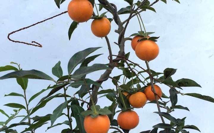 Hồng đá bonsai được rất nhiều khách đặt mua dù giá đắt. (Ảnh: Bảo Phương/VietnamNet)