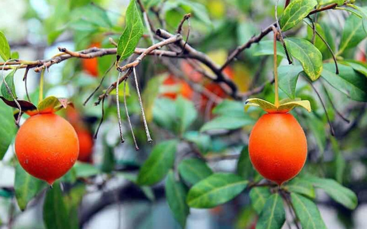 Hồng đá rất sai quả nhưng quả ăn lại rất chua, song, độ bền của quả thường được 8 tháng. (Ảnh: Bảo Phương/VietnamNet)