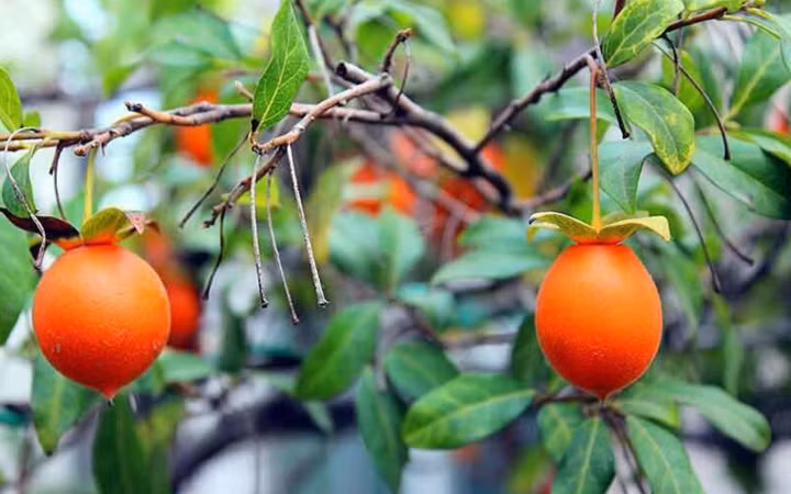 Hồng đá rất sai quả nhưng quả ăn lại rất chua, song, độ bền của quả thường được 8 tháng. (Ảnh: Bảo Phương/VietnamNet)