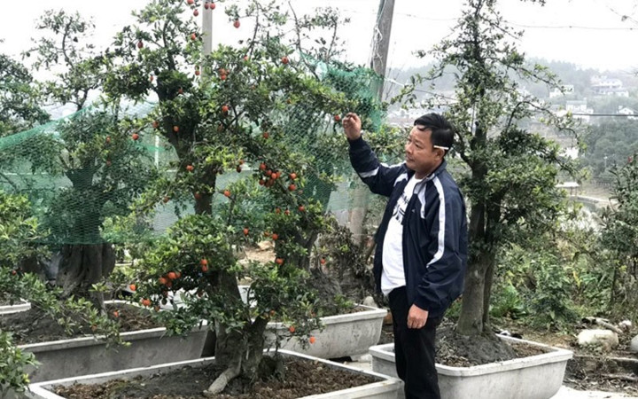 Một cây hồng đá được khách Vũng Tàu đặt mua với giá gần 600 triệu đồng. (Ảnh: Bảo Phương/VietnamNet)