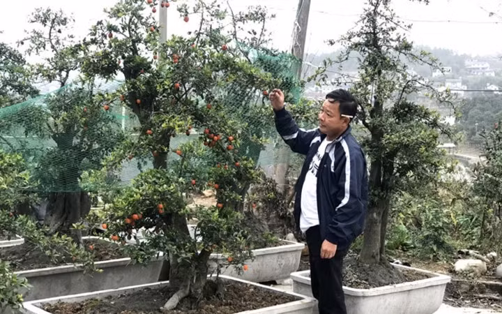 Một cây hồng đá được khách Vũng Tàu đặt mua với giá gần 600 triệu đồng. (Ảnh: Bảo Phương/VietnamNet)