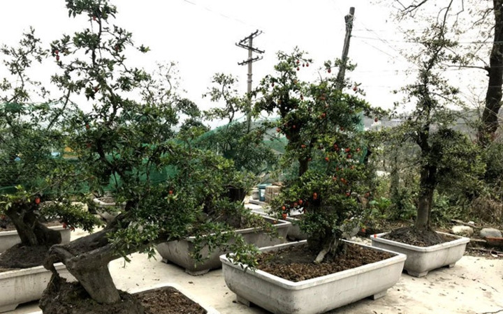 Là loại cây mới xuất hiện trên thị trường nên hồng đá cảnh và hồng đá bonsai đang được nhiều người đặt mua về để chơi Tết Nguyên đán dù giá của chúng lên tới hàng trăm triệu đồng/cây, thậm chí có cây lên tới gần 1 tỷ đồng. (Ảnh: Bảo Phương/VietnamNet)