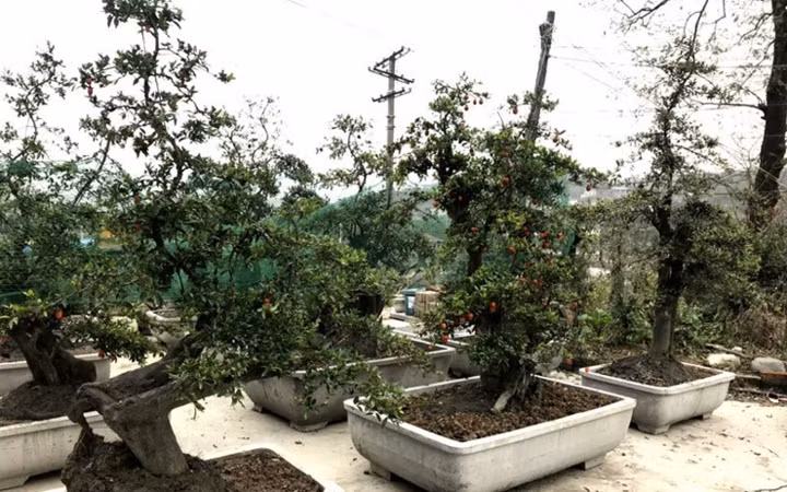 Là loại cây mới xuất hiện trên thị trường nên hồng đá cảnh và hồng đá bonsai đang được nhiều người đặt mua về để chơi Tết Nguyên đán dù giá của chúng lên tới hàng trăm triệu đồng/cây, thậm chí có cây lên tới gần 1 tỷ đồng. (Ảnh: Bảo Phương/VietnamNet)