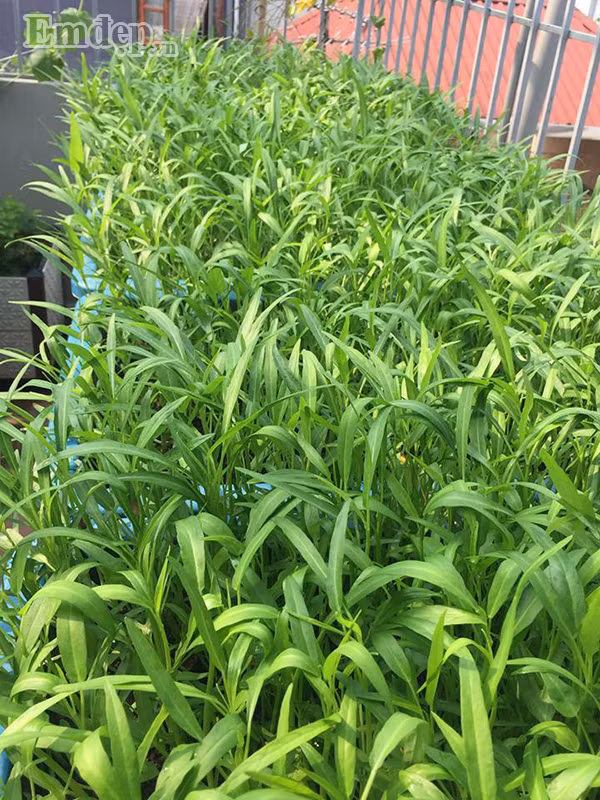 Vì trồng rau sạch nên khi cây bị sâu bệnh, chị bắt trực tiếp bằng tay chứ cũng không phun thuốc trừ sâu. Để phòng trừ sâu bênh cho rau, chị đã tự tay làm hỗn hợp rượu tỏi ớt rồi phun cho cây. Cách làm này là cách pha chế thuốc trừ sâu cho rau vô cùng an toàn. “Giã tỏi, ớt, sau đó đem ngâm cùng với rượu khoảng 1 tháng rồi lấy hỗn hợp đó ra để phun cho cây, rất tốt cho việc tiêu diệt sâu hại”,chị Quyên bật mí.