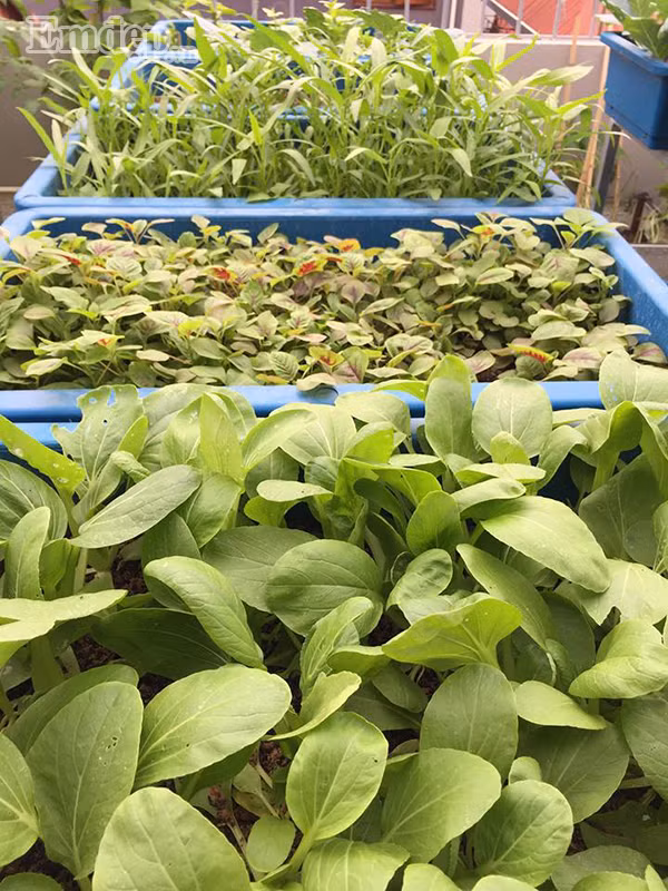 Có một khu vườn đáng mơ ước như hiện nay đều nhờ vào sự chăm sóc tỉ mỉ, cẩn thận đến từng chi tiết nhỏ của chị. Thay vì sử dụng thùng xốp, chị Quyên lựa chọn dùng chậu nhựa để trồng rau bởi đặc tính dễ di chuyển, sạch và đẹp hơn. Chị cho biết: “Mình thường dùng phân cho cây từ rau củ thừa của nhà hay còn gọi là phân rác, cứ hết vụ mình lại trộn đất và phân, thêm tưới phân cá ủ mục và cả phân bò mục nữa”. Hằng ngày, chị Quyên đều tưới nước cho cây. Chị lưu ý, cây cần được tưới 1-2 lần mỗi ngày để đủ nước phát triển.