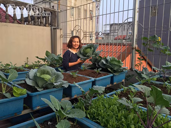 Thời gian đầu bắt tay vào làm vườn, chị Quyên cũng gặp phải một số khó khăn. Vì chưa có nhiều kinh nghiệm chọn giống và cách phòng sâu bệnh nên rau trồng không lên, bị chết khá nhiều. Sau vài lần thất bại, chị rút ra được kinh nghiệm rồi được giao lưu, học hỏi, gặp gỡ với những có cùng sở thích, đến nay khu vườn của chị luôn xanh tốt quanh năm, đem lại năng suất cao hơn.