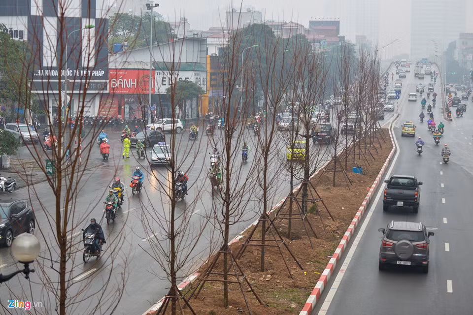 Trong thời gian tới, cây phong lá đỏ sẽ được tiếp tục trồng ở các trục đường Nguyễn Chí Thanh, Láng Hạ...