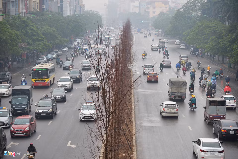 Đây là lần đầu tiên, loài cây phong này được trồng tại Hà Nội, cụ thể là ở dải phân cách đường Trần Duy Hưng.