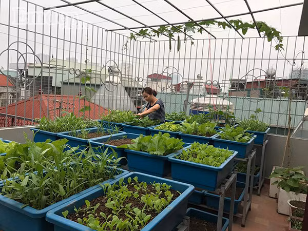 Với khoảng sân thượng rộng hơn 50m2, chị Quyên chia làm hai khu vực, một bên để trồng rau và bên còn lại để trồng hoa. Tuy khá bận rộn nhưng với tình yêu thiên nhiên cùng với mong muốn phục vụ bữa ăn hàng ngày của gia đình thêm đảm bảo nên chị đã cố gắng tận dụng khoảng thời gian rảnh rỗi để trồng và chăm sóc khu vườn. Không chỉ cung cấp đủ nguồn rau sạch cho gia đình, chị Quyên vẫn thường cho hàng xóm những thành phẩm của vườn rau tươi tốt.