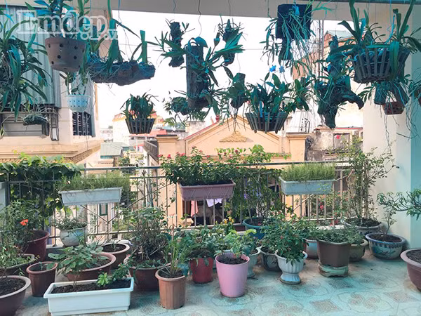 Trong vườn, chị Quyên trồng rất nhiều loại rau quả như bắp cải, su hào, cà chua, rau muống, rau cải, xà lách,... Ngoài ra, chị Quyên còn trồng một số loại cây leo vừa để làm phong phú thêm nguồn thực phẩm cho gia đình lại vừa giúp sân thượng mát hơn vào mùa hè. Nhờ bố trí và chăm sóc hợp lý mà chỉ sau một năm vun trồng, chị đã sở hữu một vườn rau xanh tốt. Cùng với đó, để giúp sân thượng thêm phần tươi mới, chị Quyên đã trồng một số loại hoa như hoa hồng, phong lan,... Hiện nay, trong vườn nhà chị có đến 35 giỏ phong lan với đủ màu sắc rực rỡ.