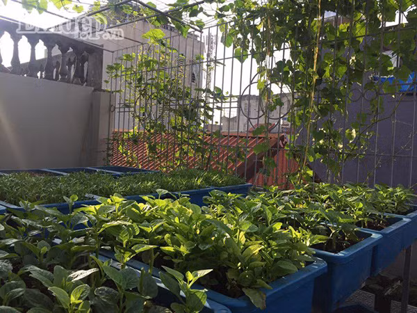 Chị Quyên cho biết, chi phí để bỏ ra cho khu vườn là không hề nhỏ, tất cả ước tính khoảng gần 40 triệu đồng. Chi phí cho việc làm vườn nhiều là vậy nhưng đổi lại chị Quyên có được cho mình những giây phút thư giãn và niềm vui trong cuộc sống. Mỗi ngày đi làm về, được ngắm nhìn thành quả lao động của mình tươi tốt, chị cũng cảm thấy yêu đời nhiều hơn. “Mình thích làm vườn lắm, về đến nhà là chỉ biết cây cối với hoa lá thôi”, chị Quyên chia sẻ.