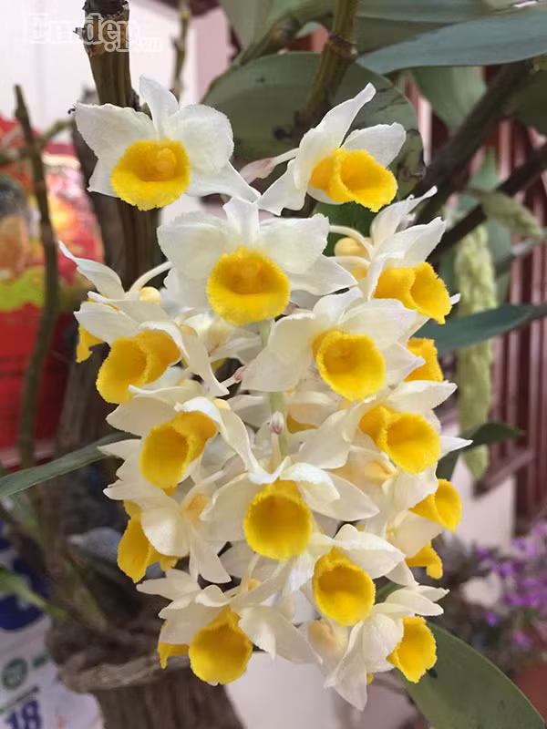 Từ ngày làm vườn, gia đình chị không cần phải lo lắng về nguồn thực phẩm cho mỗi bữa ăn hằng ngày. Với chị, trồng rau và hoa không chỉ giúp tạo nên khoảng không gian xanh tươi cho ngôi nhà mà còn mang lại cho chị niềm vui bất tận trong cuộc sống.