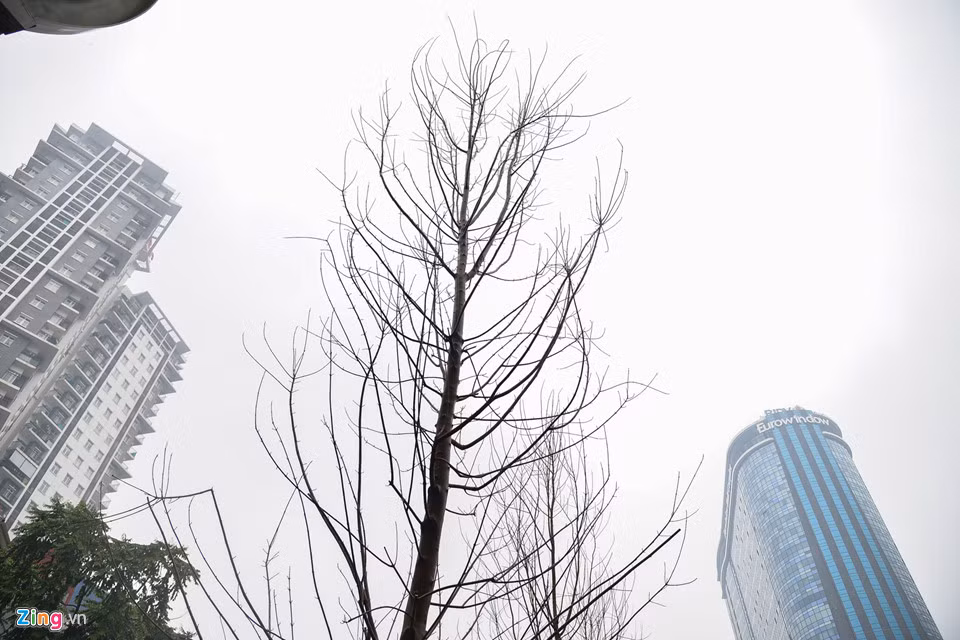 Chủ tịch Hà Nội cho rằng khoảng một năm nữa thành phố hoàn toàn có thể “nhiệt đới hóa” được giống cây phong và chúng vẫn mang màu sắc như khi trồng tại vùng khí hậu châu Âu.