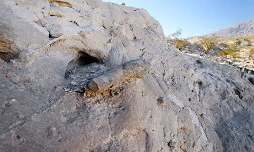 Loài cá kì lạ này có thể sống được ở trên cạn vài tháng thậm chí vài năm.