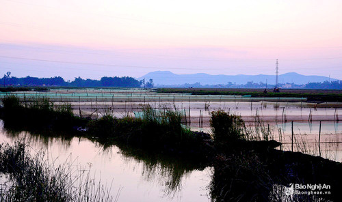 Bước chân đến thủ phủ rươi Hưng Nhân, hình ảnh dễ nhận thấy nhất là những tấm lưới trải dài, thẳng tắp trên khắp các cánh đồng. Trước đây cả làng cùng đi vớt rươi, nhưng từ khi đặc sản này mang lại giá trị kinh tế cao lên từng ngày, các hộ dân đã trải lưới để vừa đánh dấu vùng rươi của từng hộ, vừa là vật dụng sẽ khiến rươi bám vào mỗi khi nước rút. Ảnh: Lâm Tùng.