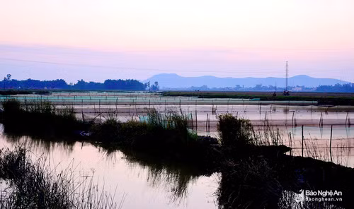 Bước chân đến thủ phủ rươi Hưng Nhân, hình ảnh dễ nhận thấy nhất là những tấm lưới trải dài, thẳng tắp trên khắp các cánh đồng. Trước đây cả làng cùng đi vớt rươi, nhưng từ khi đặc sản này mang lại giá trị kinh tế cao lên từng ngày, các hộ dân đã trải lưới để vừa đánh dấu vùng rươi của từng hộ, vừa là vật dụng sẽ khiến rươi bám vào mỗi khi nước rút. Ảnh: Lâm Tùng.