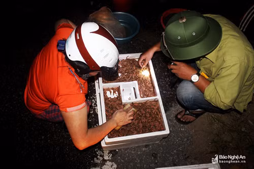 Rươi sau khi vớt lên sẽ được đưa lên bờ để phân loại để cho vào thùng xốp nhập cho các nhà hàng, những con rươi đã chết hoặc kém chất lượng đều bị loại bỏ. Hiện giá rươi đầu mùa dao động từ 500.000 - 550.000 đồng/kg. Cao hơn chính vụ khoảng 100.000 đồng/kg. Ảnh: Quang An.