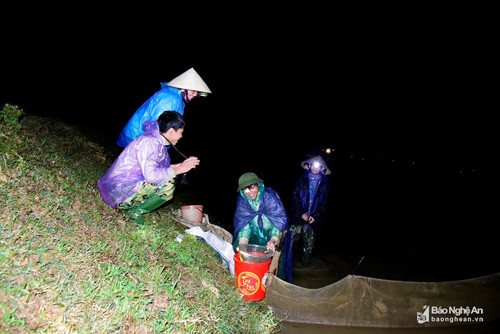 Trung bình mỗi đêm, mỗi hộ vớt được từ 1 - 3 kg rươi, cao điểm, có người vớt được cả yến rươi. Bán tại ruộng cũng được 4 - 5 triệu đồng. Người dân cho biết, có năm một hộ dân trên địa bàn đã bắt được cả tạ rươi trong một đêm, thu về trên 40 triệu đồng, tuy nhiên năm nay chưa có ai may mắn như vậy. Ảnh: Lâm Tùng.