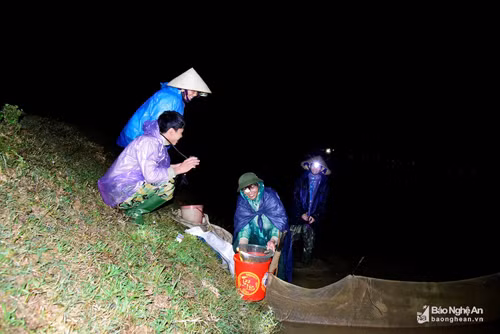 Trung bình mỗi đêm, mỗi hộ vớt được từ 1 - 3 kg rươi, cao điểm, có người vớt được cả yến rươi. Bán tại ruộng cũng được 4 - 5 triệu đồng. Người dân cho biết, có năm một hộ dân trên địa bàn đã bắt được cả tạ rươi trong một đêm, thu về trên 40 triệu đồng, tuy nhiên năm nay chưa có ai may mắn như vậy. Ảnh: Lâm Tùng.