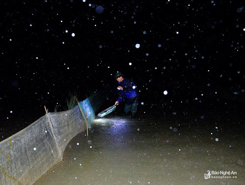 Mặc dù mưa nặng hạt nhưng người dân vẫn kiên trì vớt rươi. Tại các cánh đồng xã Hưng Lợi, Hưng Nhân, bên cạnh nghề trồng lúa, việc bắt rươi dù chỉ diễn ra khoảng một tháng nhưng "ăn cả năm" vì nguồn thu nhập khủng mà rươi mang lại. Đó cũng là lý do vì sao chất lượng lúa gạo tại nơi đây luôn đảm bảo sự trong sạch, vì nếu sử dụng thuốc BVTV thì rươi sẽ bị tuyệt chủng dần. Ảnh: Lâm Tùng.