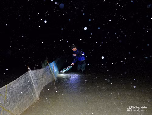 Mặc dù mưa nặng hạt nhưng người dân vẫn kiên trì vớt rươi. Tại các cánh đồng xã Hưng Lợi, Hưng Nhân, bên cạnh nghề trồng lúa, việc bắt rươi dù chỉ diễn ra khoảng một tháng nhưng "ăn cả năm" vì nguồn thu nhập khủng mà rươi mang lại. Đó cũng là lý do vì sao chất lượng lúa gạo tại nơi đây luôn đảm bảo sự trong sạch, vì nếu sử dụng thuốc BVTV thì rươi sẽ bị tuyệt chủng dần. Ảnh: Lâm Tùng.