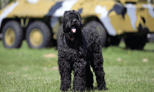 Chó sục đen Nga.