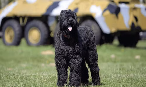 Chó sục đen Nga.