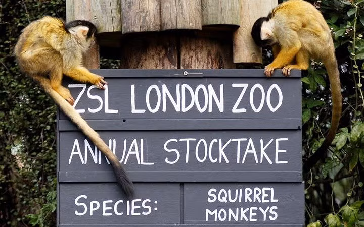 Bảng ghi thông tin những chú khỉ.