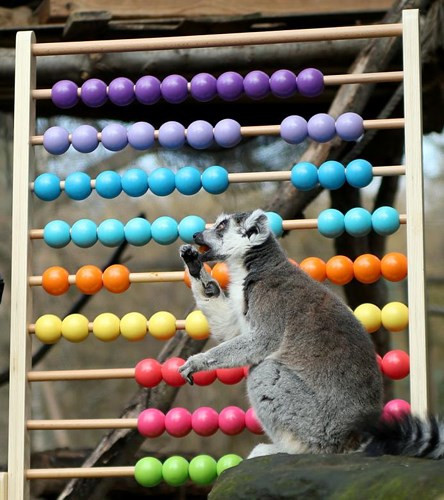 Chú vượn cáo vừa thưởng thức cà rốt vừa kiểm tra.