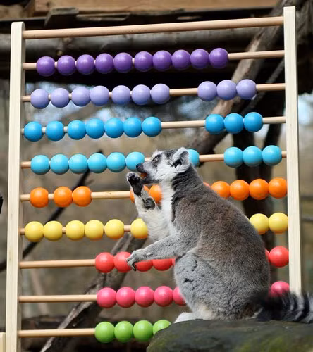 Chú vượn cáo vừa thưởng thức cà rốt vừa kiểm tra.