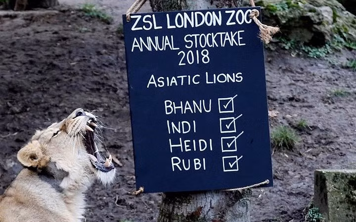 Những thông tin chi tiết của chú sư tử tại sở thú ZSL London.