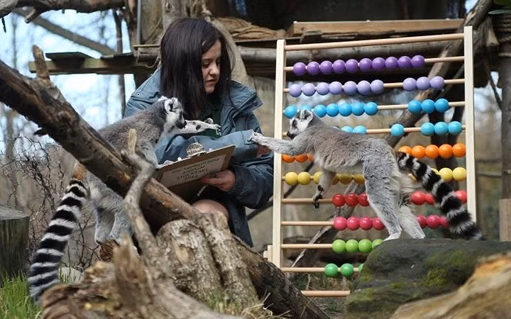 Các chú vượn cáo có vẻ rất hăng hái tham gia cuộc tổng kiểm tra.