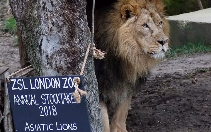 Chúa sơn lâm vẫn phải kiểm tra định kỳ.