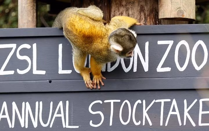 Những chú khỉ tại sở thú ZSL London.