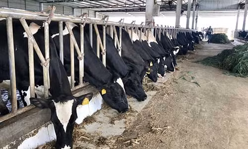 Bò sữa là nghề chính của người nông dân tại thị trấn Nông trường Mộc Châu mấy chục năm nay.