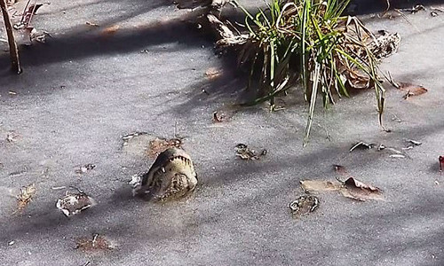 Cá sấu chống lạnh bằng cách độc đáo.