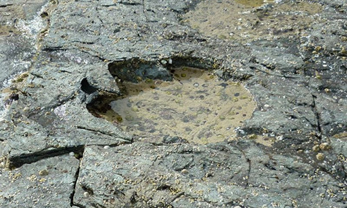 Dấu chân của loài khủng long cổ dài được tìm thấy ở đảo Skye có niên đại 170 triệu năm. Ảnh: AFP.