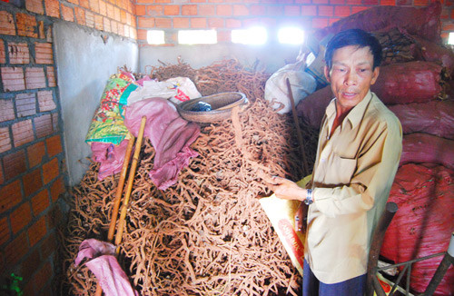 Rễ tiêu được người dân đào gom về để bán cho thương lái. Ảnh: L.K