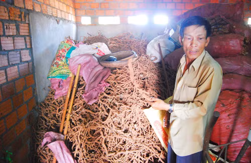 Rễ tiêu được người dân đào gom về để bán cho thương lái. Ảnh: L.K