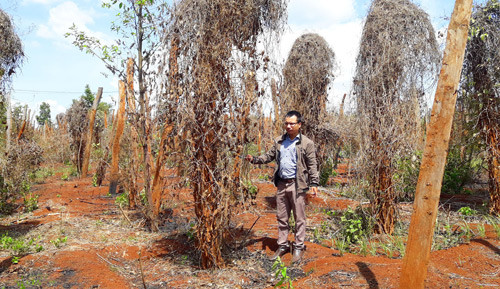 Nhiều người dân ở Chư Sê vì lợi ích trước mắt đào rễ tiêu bán khiến nguy cơ lây bệnh. Ảnh: L.K