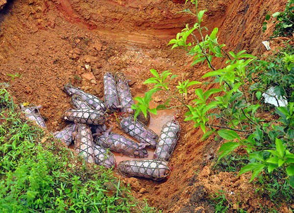 Số lợn giống nhập lậu bị bắt giữ tại xã Quảng Đức.