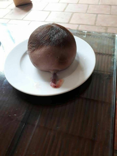 Sau đó tiếp tục đẻ ra “vật lạ” trông như đầu trẻ con.