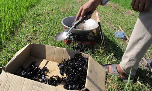 Ong bầu sau khi bắt sẽ được sơ chế và đem nhập cho thương lái.