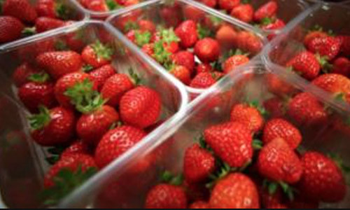 Canh bao dau tay co... kim khau ben trong