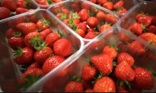 Canh bao dau tay co... kim khau ben trong