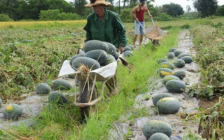 Lãnh đạo tỉnh Quảng Nam mới đây gửi thư kêu gọi "giải cứu" cả nghìn tấn dưa hấu. (Ảnh: KT)