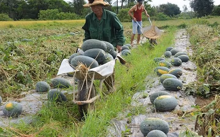 Lãnh đạo tỉnh Quảng Nam mới đây gửi thư kêu gọi "giải cứu" cả nghìn tấn dưa hấu. (Ảnh: KT)