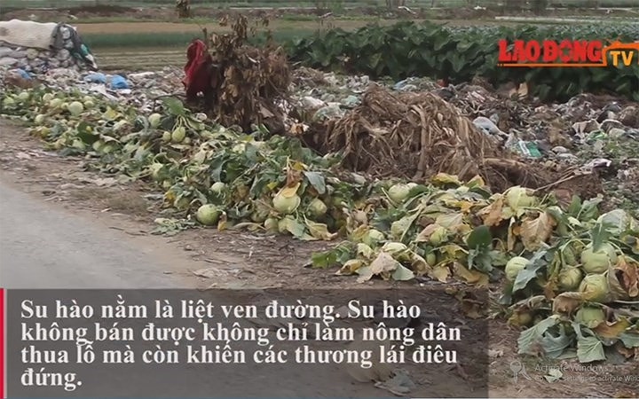 Tại xã Hưng Đạo (Tứ Kỳ, Hải Dương) rất nhiều gia đình phải vứt bỏ hàng tấn su hào do không bán được.