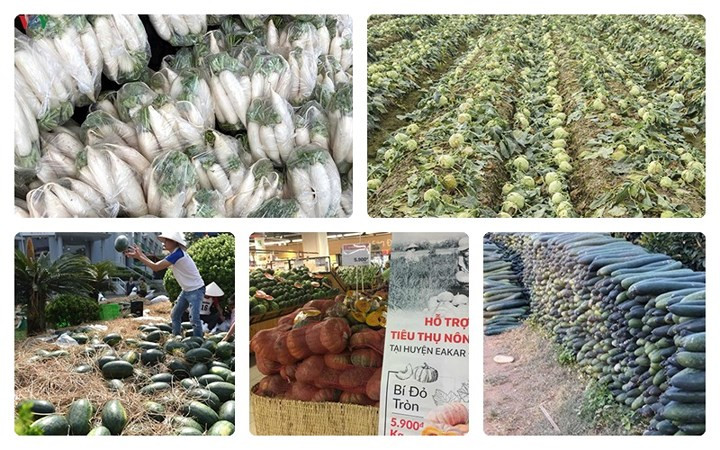 Từ đầu năm 2018, có nhiều loại nông sản Việt phải "xếp hàng" chờ "giải cứu", trong đó có củ cải, su hào, dưa hấu, bí đỏ, bí xanh...